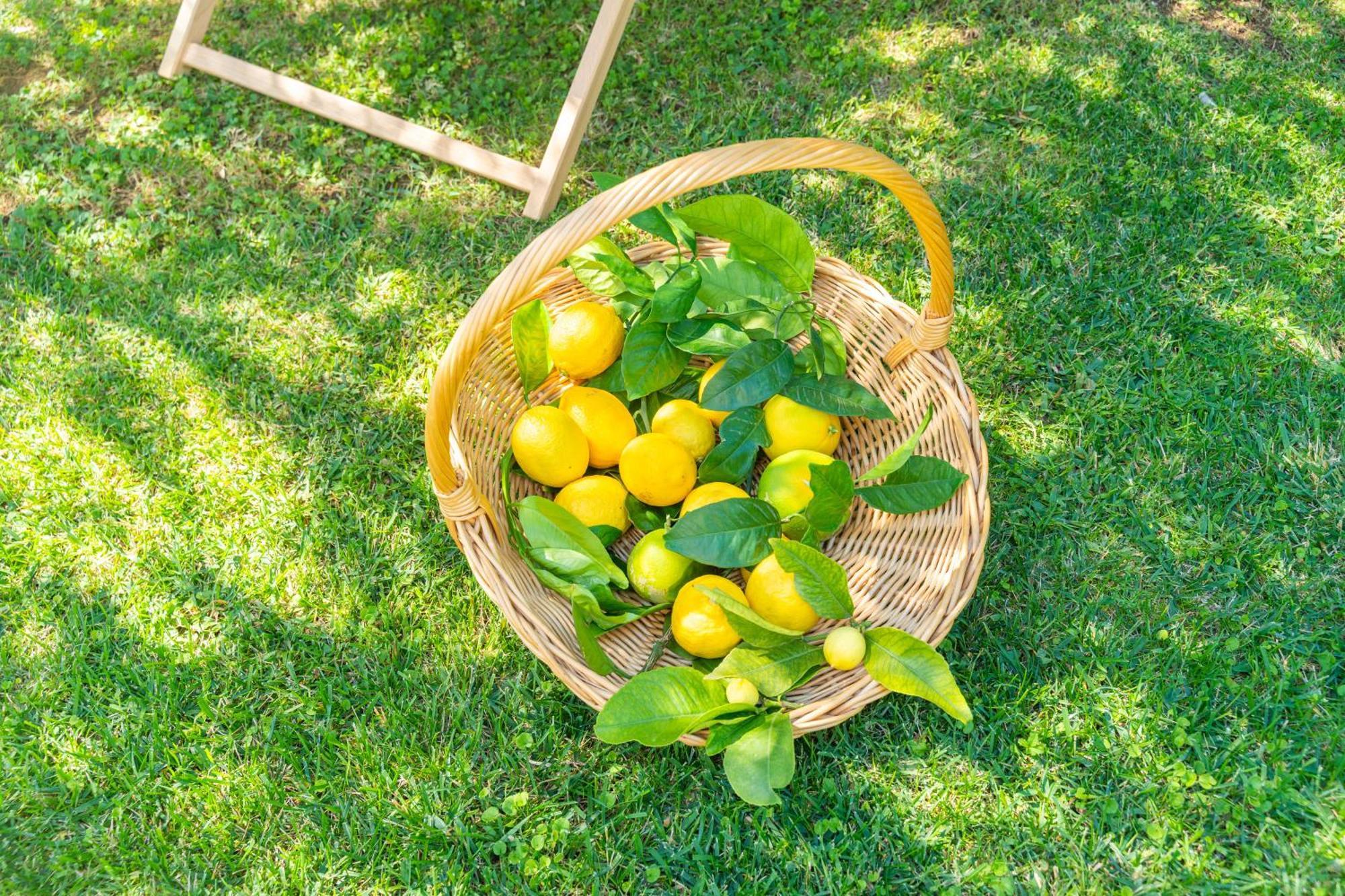 Villa Lemon Garden - Apartment In Dubrovnik Mlini Exteriör bild